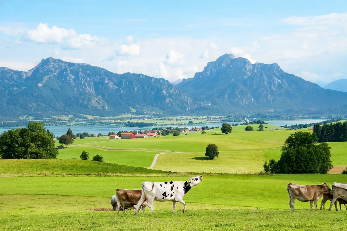 Zum ersten Mal hat Deutschland kostendeckende Milchpreise