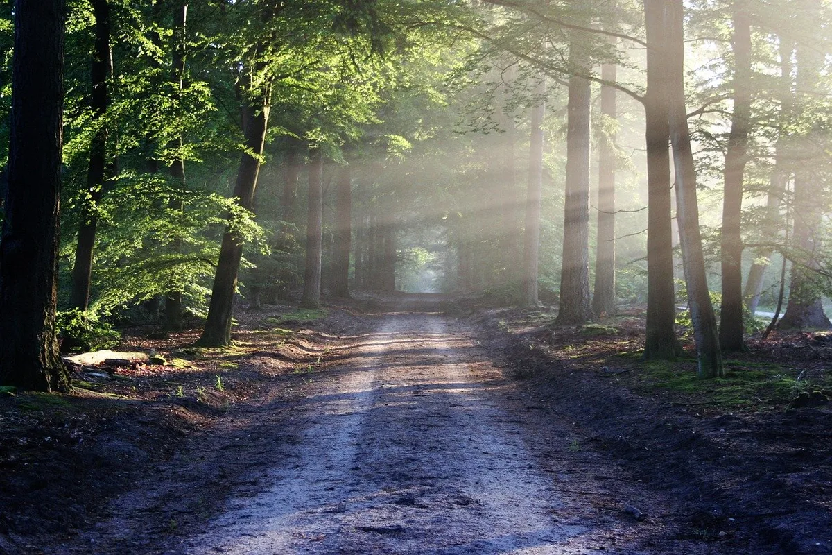 3d63c4ca6fcd2579470061d23ef34ddebd833427 Es sieht idyllisch aus, kann aber zu einer Art Schlachtfeld werden: Der Übergang zu einem zukunftsfähigen Wald ist nicht einfach. (Bild Pixabay)