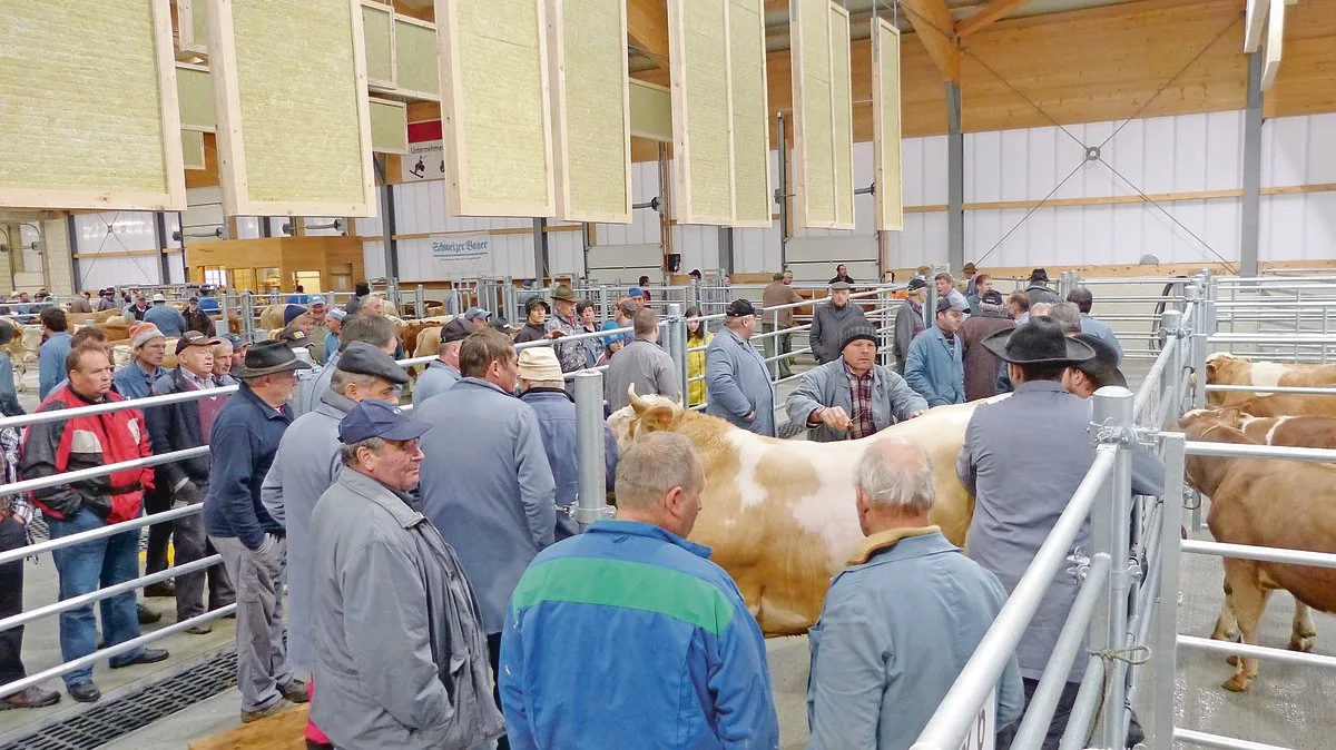 4f073d476c0f60595142590fbbbda75864930566 Die guten Schlachtviehpreise haben den Rückgang des Rindviehbestandes gebremst. Auf überwachten Märkten wurden im Jahr 2020 die Wochenpreise der Kühe übersteigert.(Bild Daniela Joder)