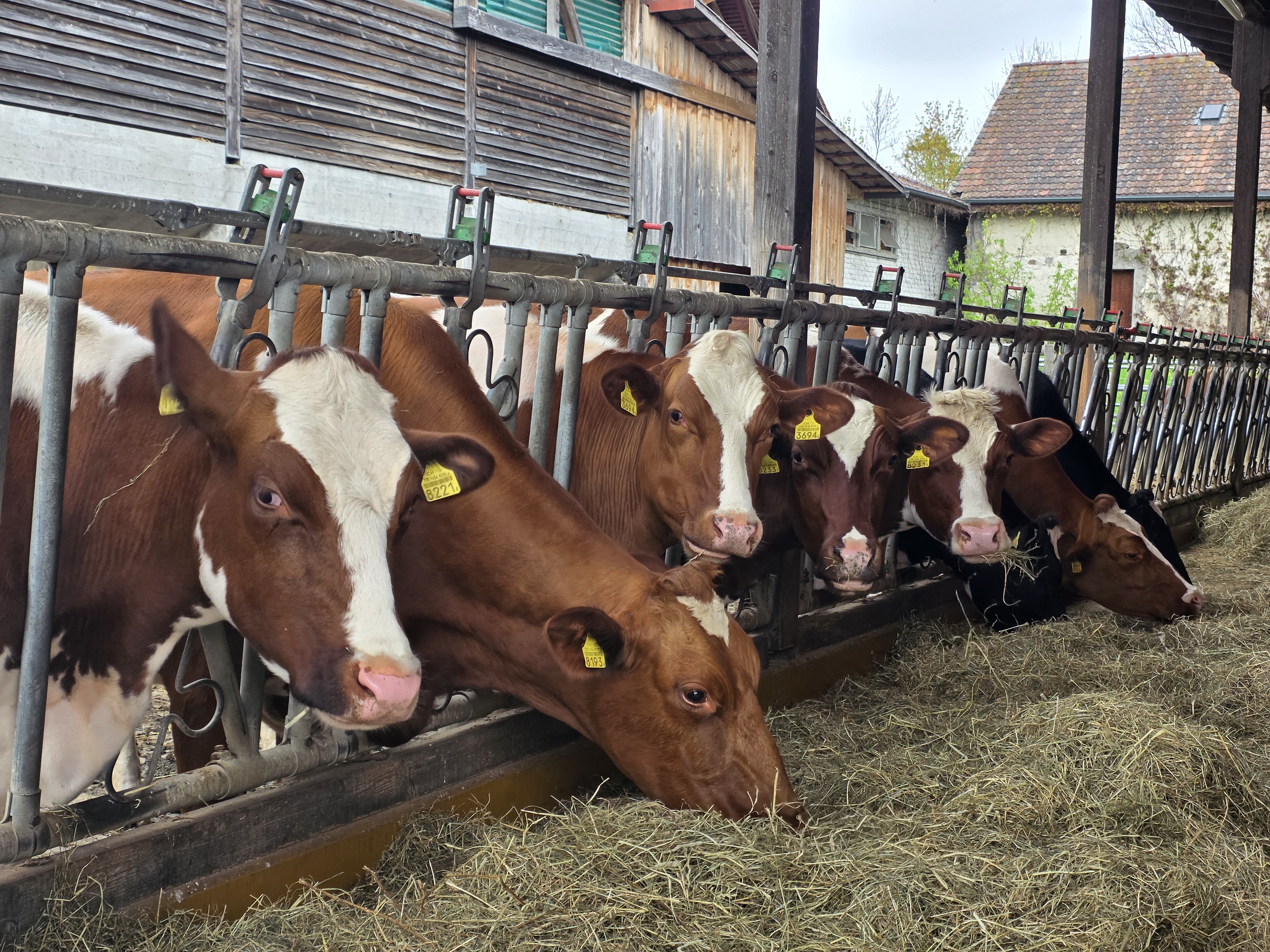 Das Heu muss auf vielen Betrieben aus der Ration der Galtkühe und der grossen Rinder weichen. Stroh ist eine Alternative. Aber welche Komponenten braucht es, damit die Galtphasen-Fütterung dennoch ausgewogen ist?