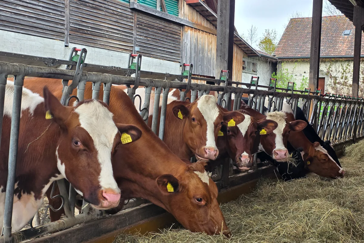 20260411_174012.jpg Das Heu muss auf vielen Betrieben aus der Ration der Galtkühe und der grossen Rinder weichen. Stroh ist eine Alternative. Aber welche Komponenten braucht es, damit die Galtphasen-Fütterung dennoch ausgewogen ist?