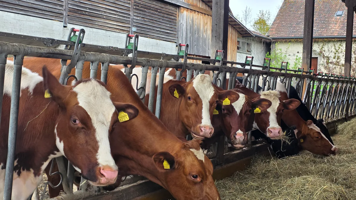 20260411_174012.jpg Das Heu muss auf vielen Betrieben aus der Ration der Galtkühe und der grossen Rinder weichen. Stroh ist eine Alternative. Aber welche Komponenten braucht es, damit die Galtphasen-Fütterung dennoch ausgewogen ist?