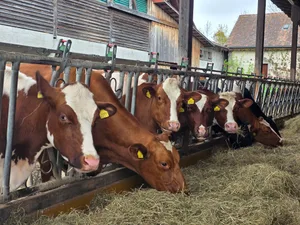 Das Heu muss auf vielen Betrieben aus der Ration der Galtkühe und der grossen Rinder weichen. Stroh ist eine Alternative. Aber welche Komponenten braucht es, damit die Galtphasen-Fütterung dennoch ausgewogen ist?