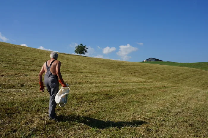 Christian Zwahlen, 69 Jahre alt, geht jeden Tag auf das Feld, um Mäuse zu fangen. (Bilder drt)