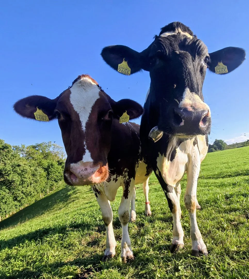 Holstein Switzerland und Swissherdbook rücken näher zusammen