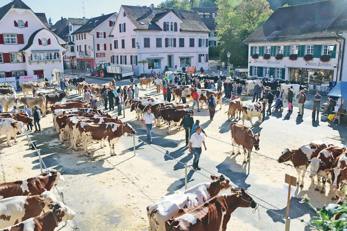 f32cca32c05dafeaf7978d387692affb2bfc85a5 Am 29. September 2021 soll auf dem Andelfinger Marktplatz die traditionelle Regionalviehschau durchgeführt werden. (Archivbild RoMü)