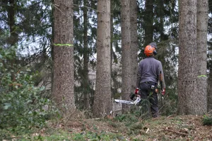 Die tiefen Holzpreise bei steigendem Aufwand für die Waldpflege in Folge von Stürmen und Käferbefall machen der Forstwirtschaft Mühe. (Bild Pixabay)