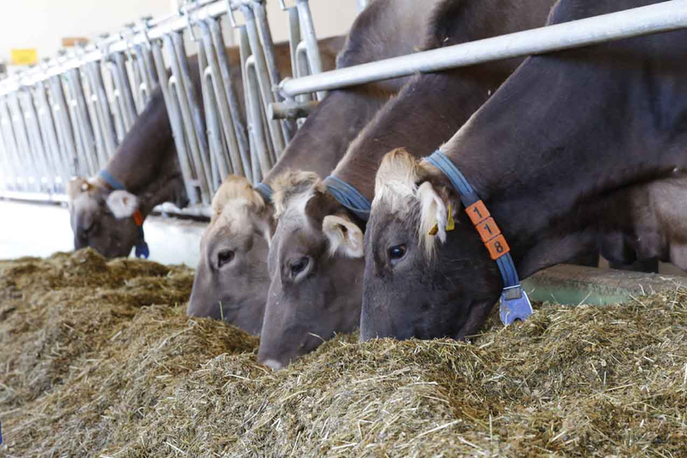Die Anzahl Milchbetriebe in Deutschland nahm im Prüfjahr 2017/18 um 4,1 Prozent auf rund 42'400 ab. (Bild lid)