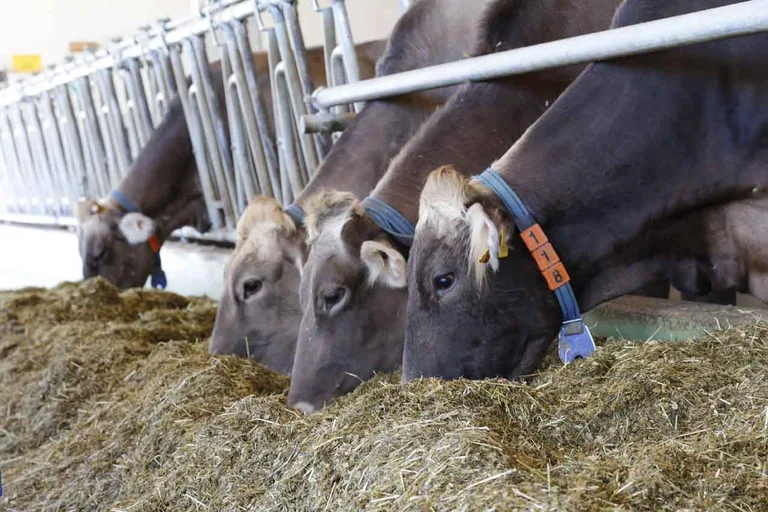 7f1ab17754ce58f4a5e8d22d106273a53652983f Die Anzahl Milchbetriebe in Deutschland nahm im Prüfjahr 2017/18 um 4,1 Prozent auf rund 42'400 ab. (Bild lid)