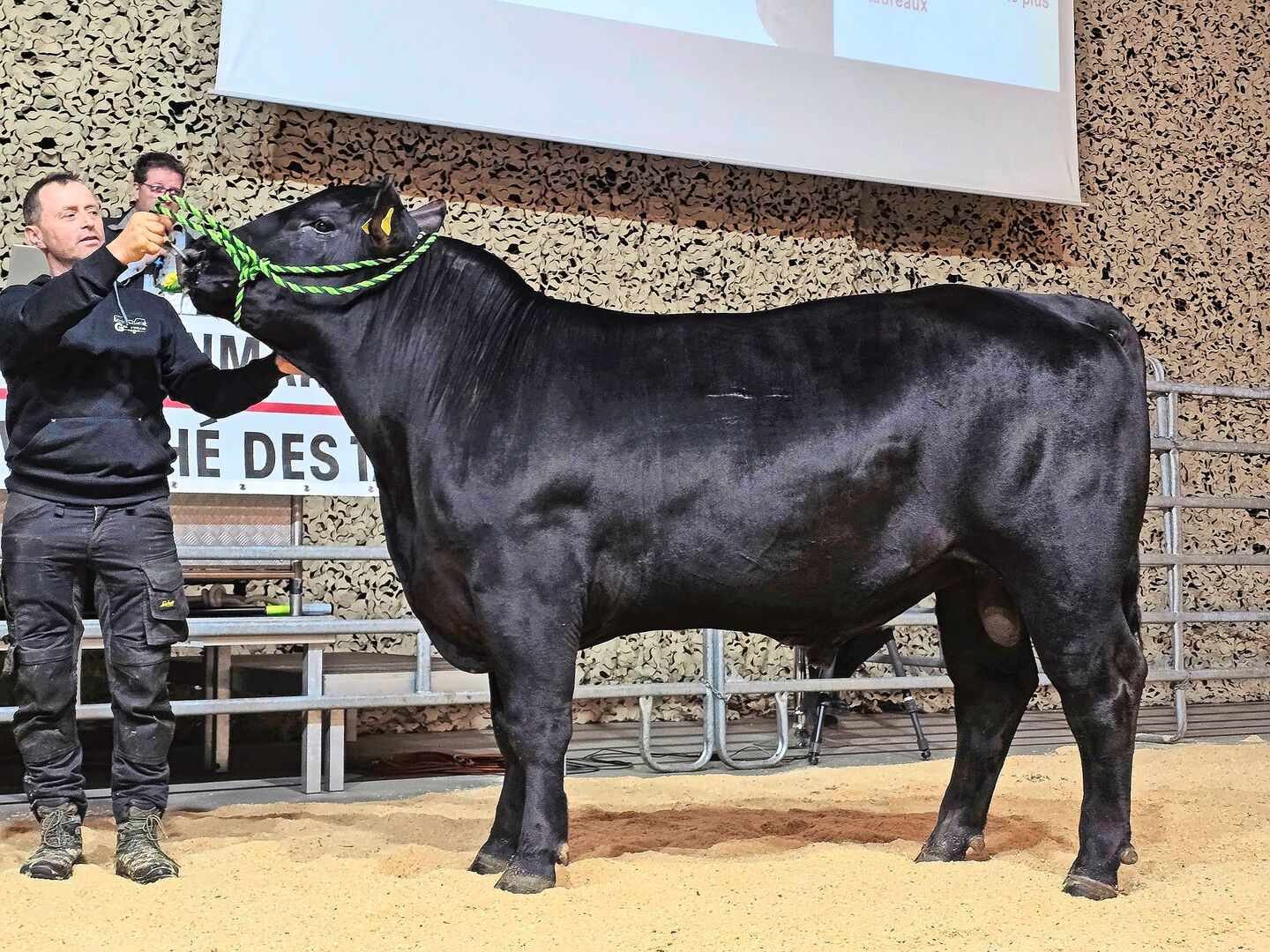 Green Valley Moonwalker von Michael und Rahel Fäh aus Ballens VD holte sich bei den Angus den Champion-Titel.