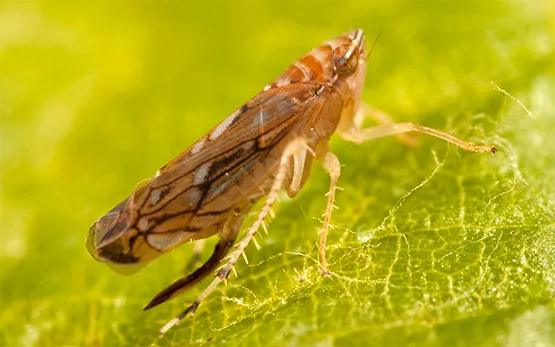 434c8911e8fe7a05898e37ed816f21898efecdce Die Goldgelbe Vergilbung kann entweder von Rebe zu Rebe oder durch die amerikanische Rebzikade (Scaphoideus titanus) übertragen werden. (Bild Agroscope)