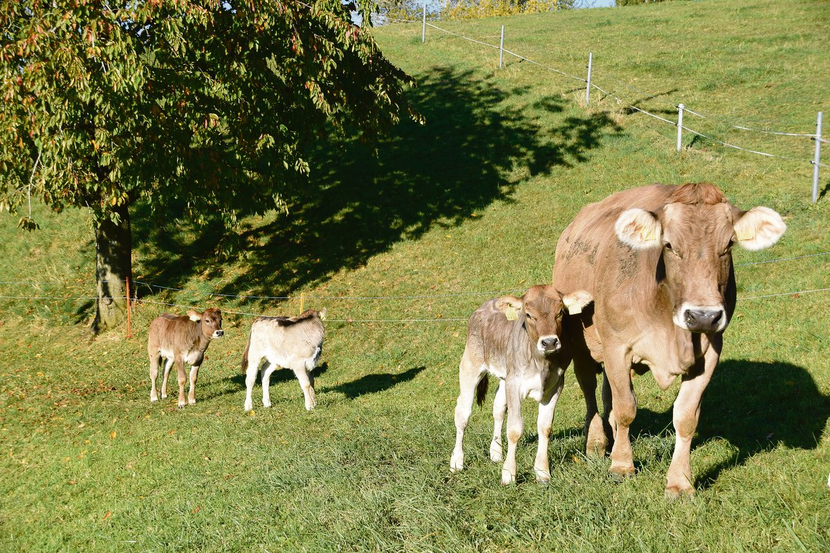 Natura-Veal soll die geringeren Tierzahlen beim Natura-Beef kompensieren. Ob dies auf die Dauer gelingt, wird sich zeigen. Der Kalbfleischkonsum war in den letzten Jahren stark rückläufig.  (Bild akr)