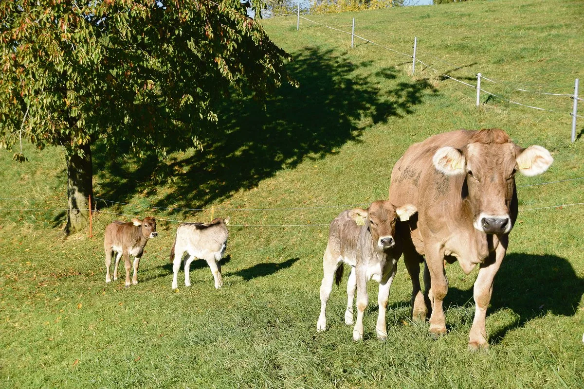 dea285b1c06a087baa64e2152c45f16ab9fe1045 Natura-Veal soll die geringeren Tierzahlen beim Natura-Beef kompensieren. Ob dies auf die Dauer gelingt, wird sich zeigen. Der Kalbfleischkonsum war in den letzten Jahren stark rückläufig. (Bild akr)