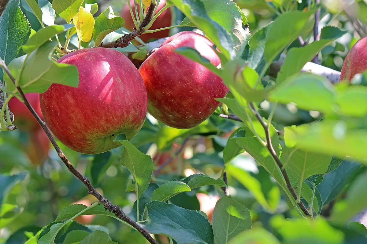 apfel_punch_ra Apple darf den Apfel als Bildmarke schützen – was heisst das?