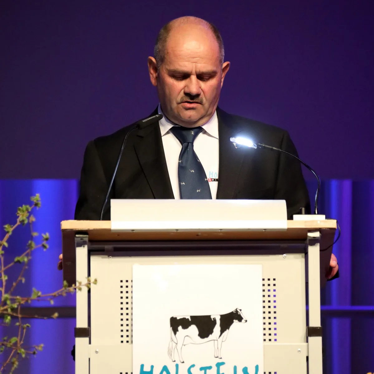 2B5A9457 Holstein Switzerland verzeichnet eine Zunahme der Herdebuchtiere