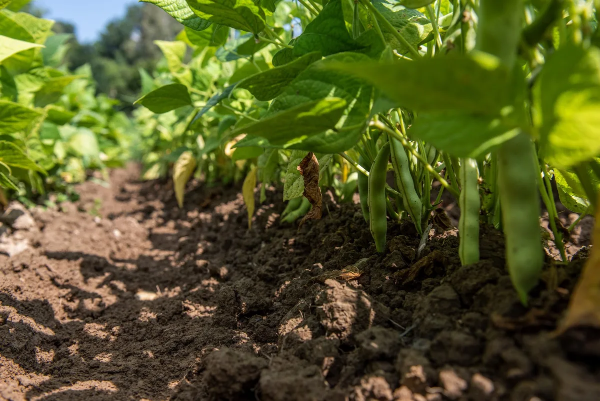 Biofarm_Bohnen_1__schwarze_ Bohnen als Eiweissquelle sind altbekannt und werden neu entdeckt