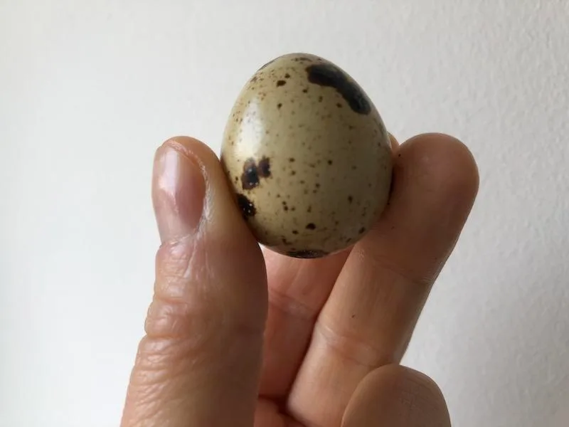 368630902e07e756e4de342784358b68c34709e6 Ein Wachtelei wiegt gerade mal 10 bis 13 Gramm. (Bild et)