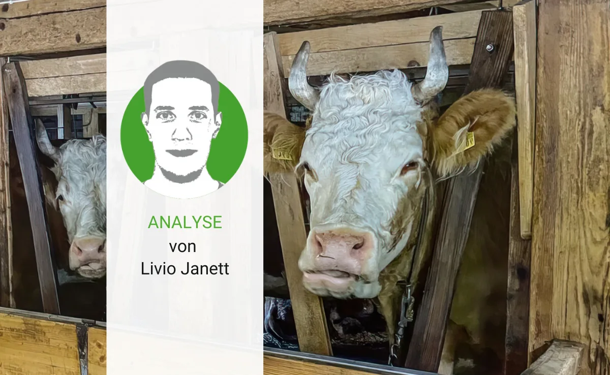 Anbindestall: Loslassen wird zum Thema