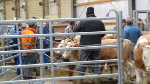 Zur Marktlage schreibt Ernst Rutz: «Insbesondere bei Kühen sinkt das Angebot, sie bleiben sehr gesucht», beruhigt er. Trotzdem versuchten die Endabnehmer die Preise mit allen Mitteln zu drücken. (Bild rü)