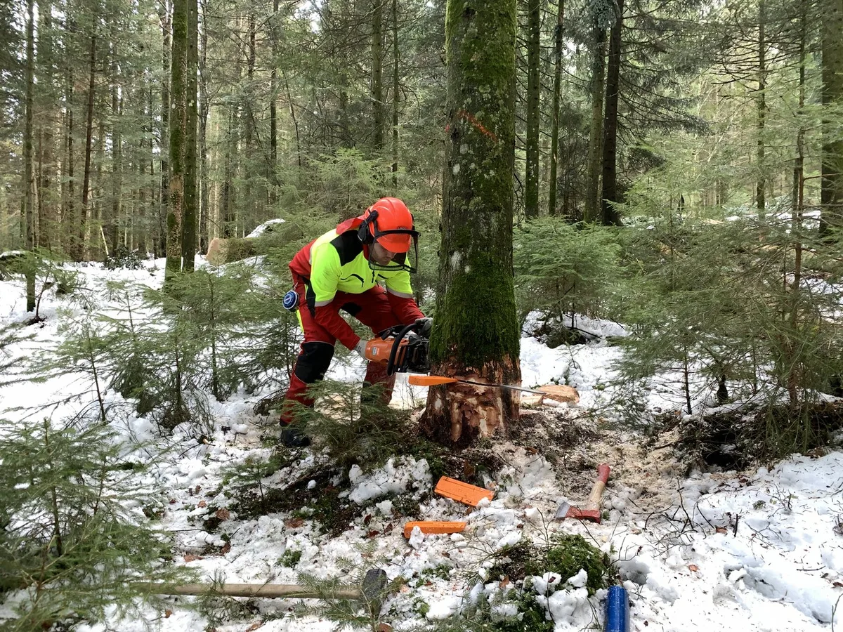 Wald_Holzerkurs2 Vorsicht bei Waldarbeiten: Tipps für sicheres Arbeiten