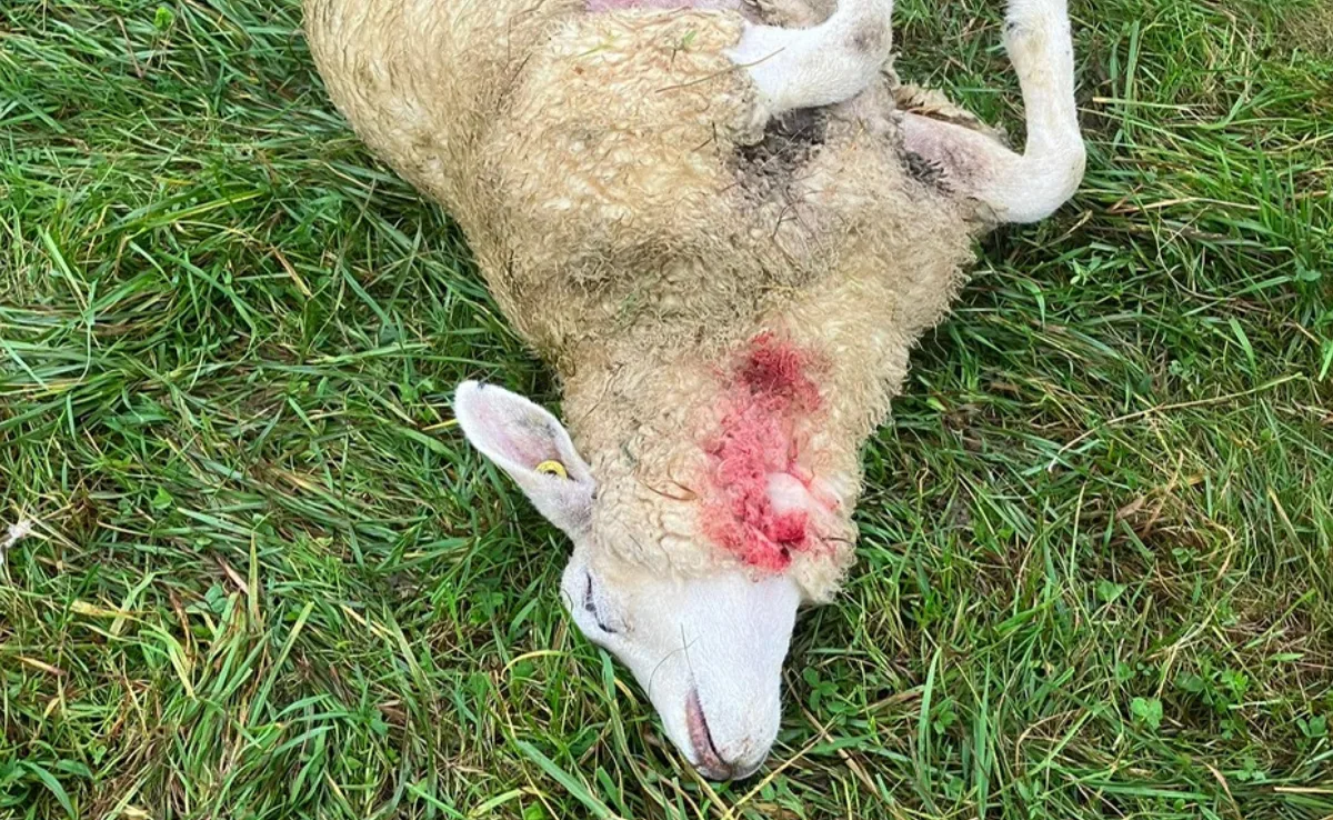 riss_vereingung_BE «Vorsicht: Wölfe sind auch auf Herbstweiden aktiv»
