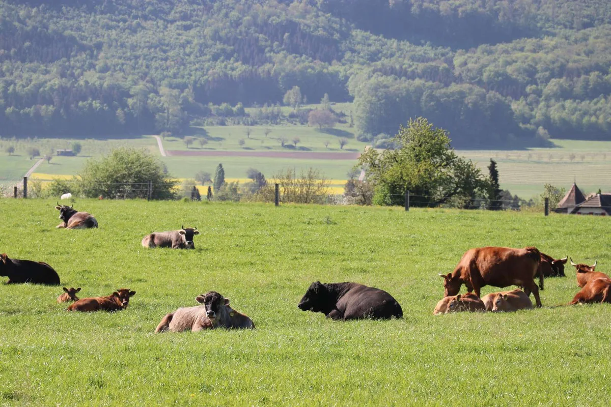 0a3fb9fe469d00bd81229e294887a5e5c5146225 Die Schweiz ist ein typisches Kuhland. (Bild Ruth Aerni)