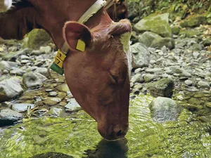 Trinken und dazu geniessen: Kühe schätzen es, wenn sie bei der Wasseraufnahme Platz haben und ungestört sind. Das sollte auch im Stall gewährleistet sein.