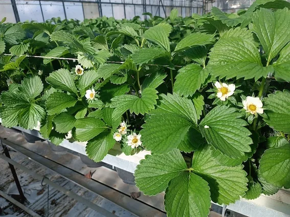 OS_13_C_Beeren_Erdbeeren Hoffen auf einen moderaten Sommer und ein gutes Beerenjahr
