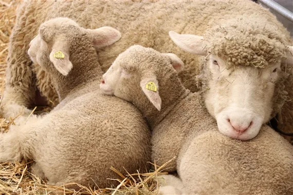 Der Verein gegen Tierfabriken klagt gegen einen Thurgauer Schafhalter wegen Tiermisshandlung. (Bild BauZ)