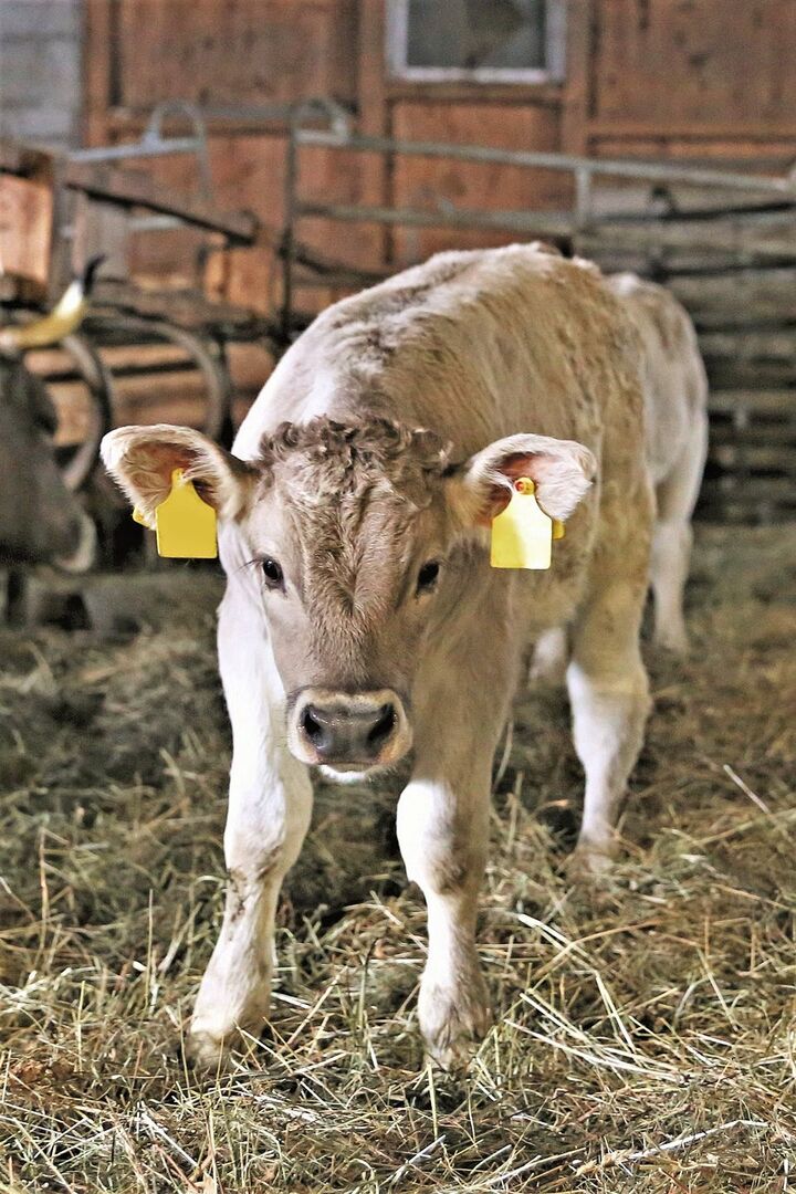 Stimmt die Tierqualität, lösen OB-Kälber bei guten Marktverhältnissen im Handel AA-Preise.