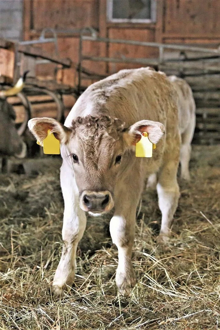Stimmt die Tierqualität, lösen OB-Kälber bei guten Marktverhältnissen im Handel AA-Preise.