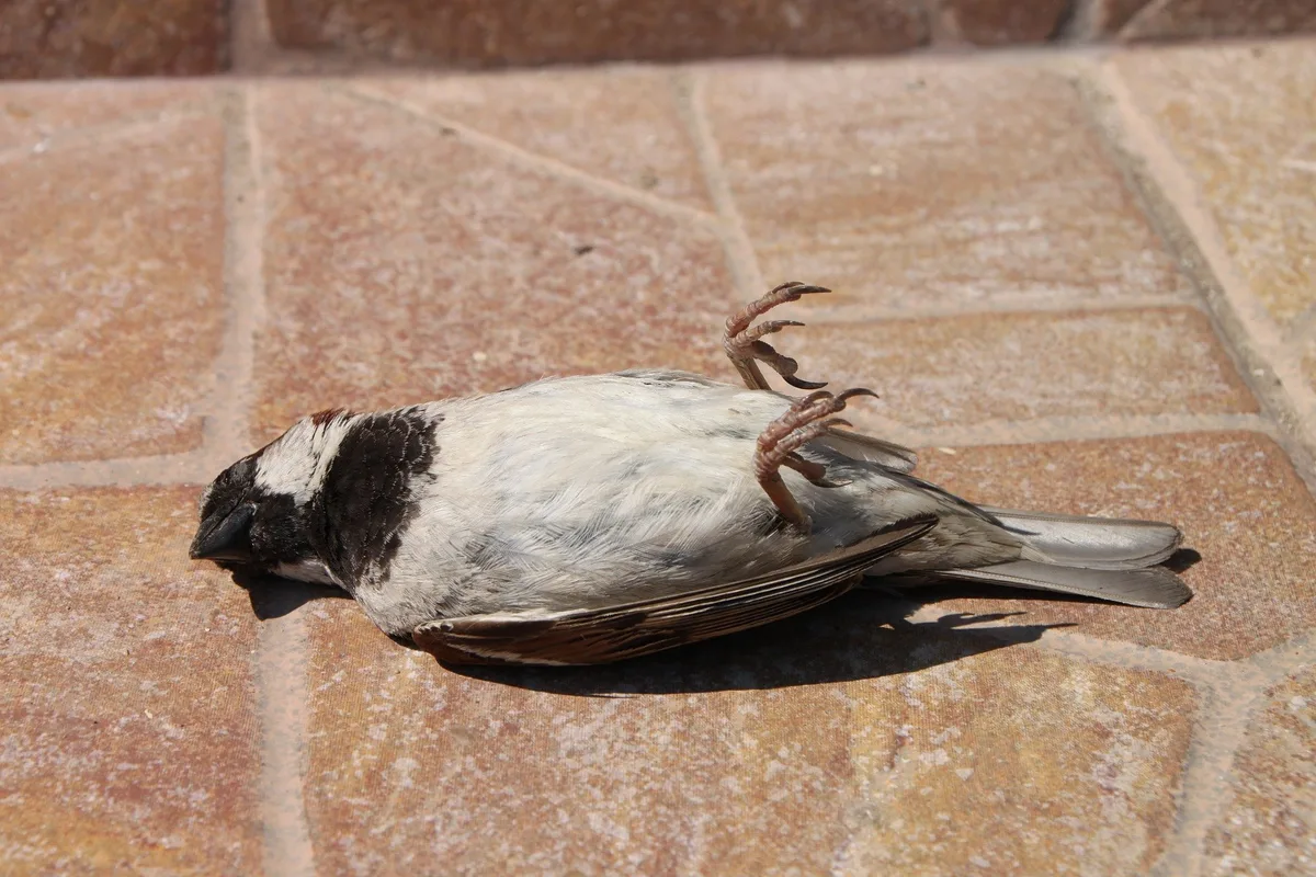 Vogelgrippevirus bei mehreren Wildvögeln nachgewiesen