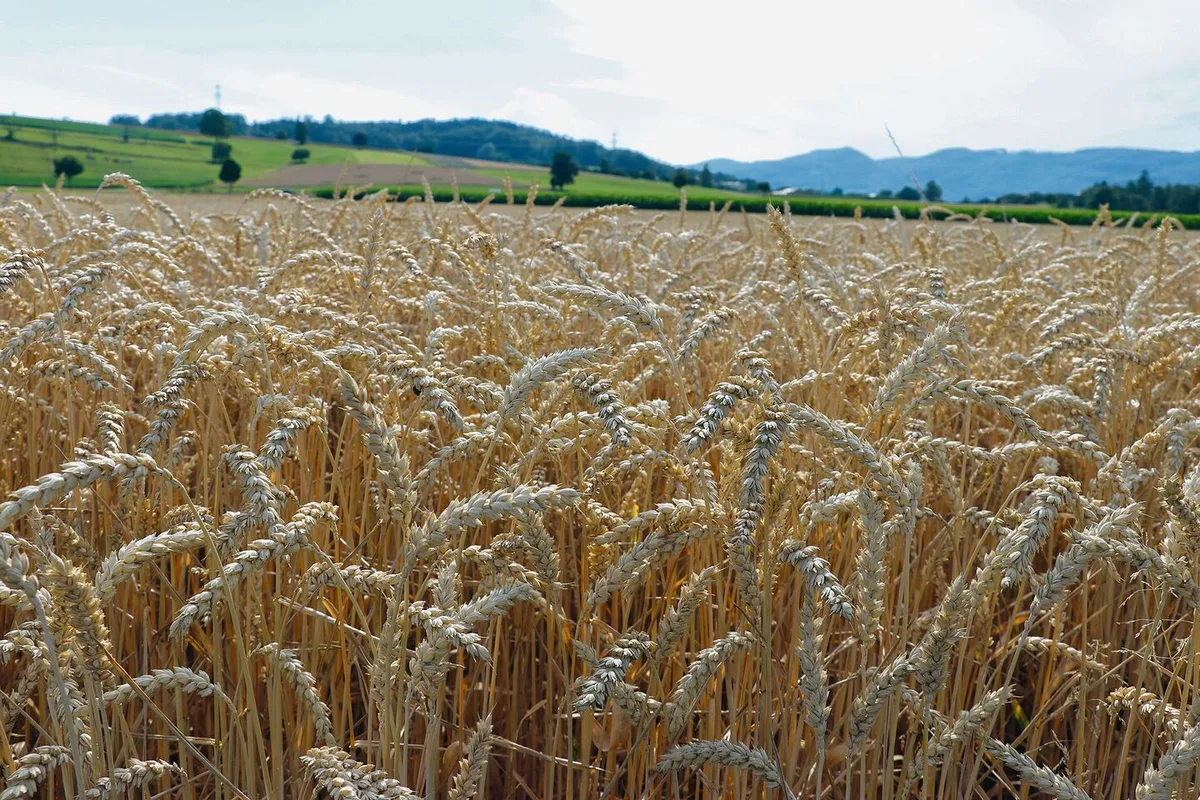 Dieses Jahr ist alles früher. Bald beginnt die Getreideernte. Die Aussichten für eine gute Ernte sind zurzeit gegeben.