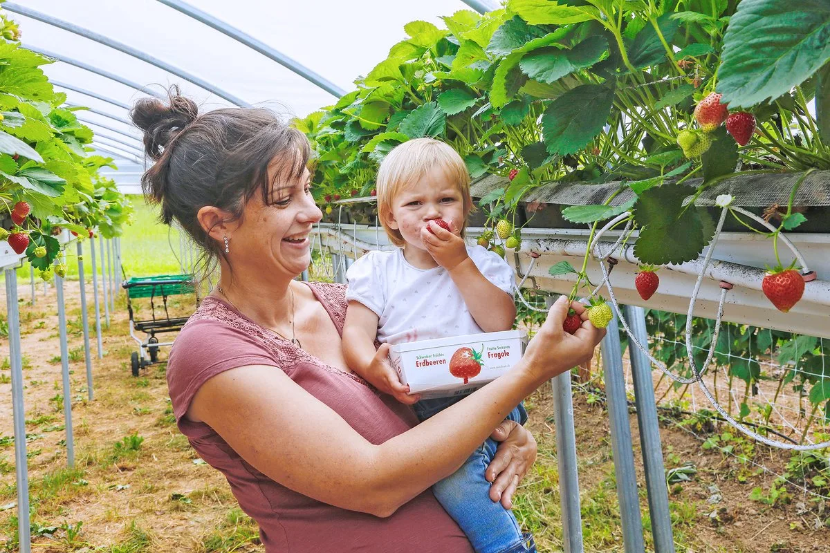 a1f2037912c098a481bc88de52e0accdf72d7ae5 Frisch ab Strauch schmecken die Beeren bekanntlich am besten: Regula Amstutz mit Tochter Marlen bei der Erdbeerernte. (Bild Erika Rebsamen)