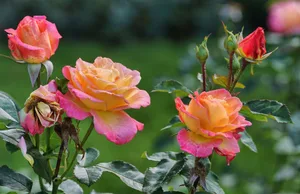 Es sei unverhältnismässig, Hobby-Gärtner in einen Pflanzenschutz-Kurs zu schicken, die vielleicht einmal pro Jahr ihre Rosen behandeln, findet Bundesrat Berset.