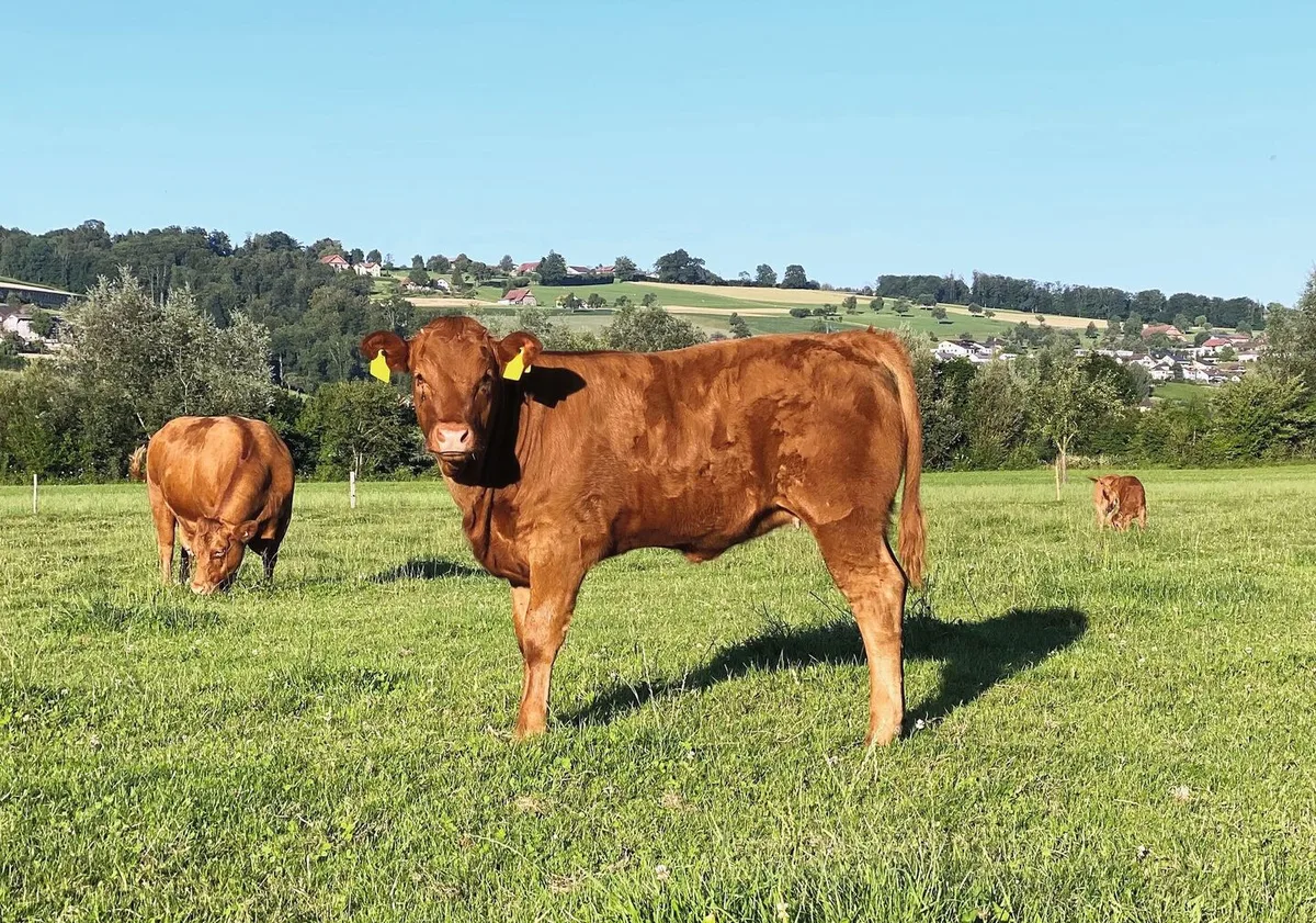 79baf8c14fc4964d4548027c922a355e9904760998b7ddfef98e1d4a73151284 Ein Limousin-Kalb steht auf der Weide.