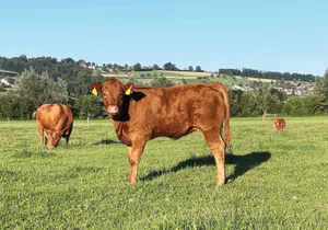 Weide in den Morgen- und Abendstunden fördert die Tiergesundheit und das Leistungsvermögen.