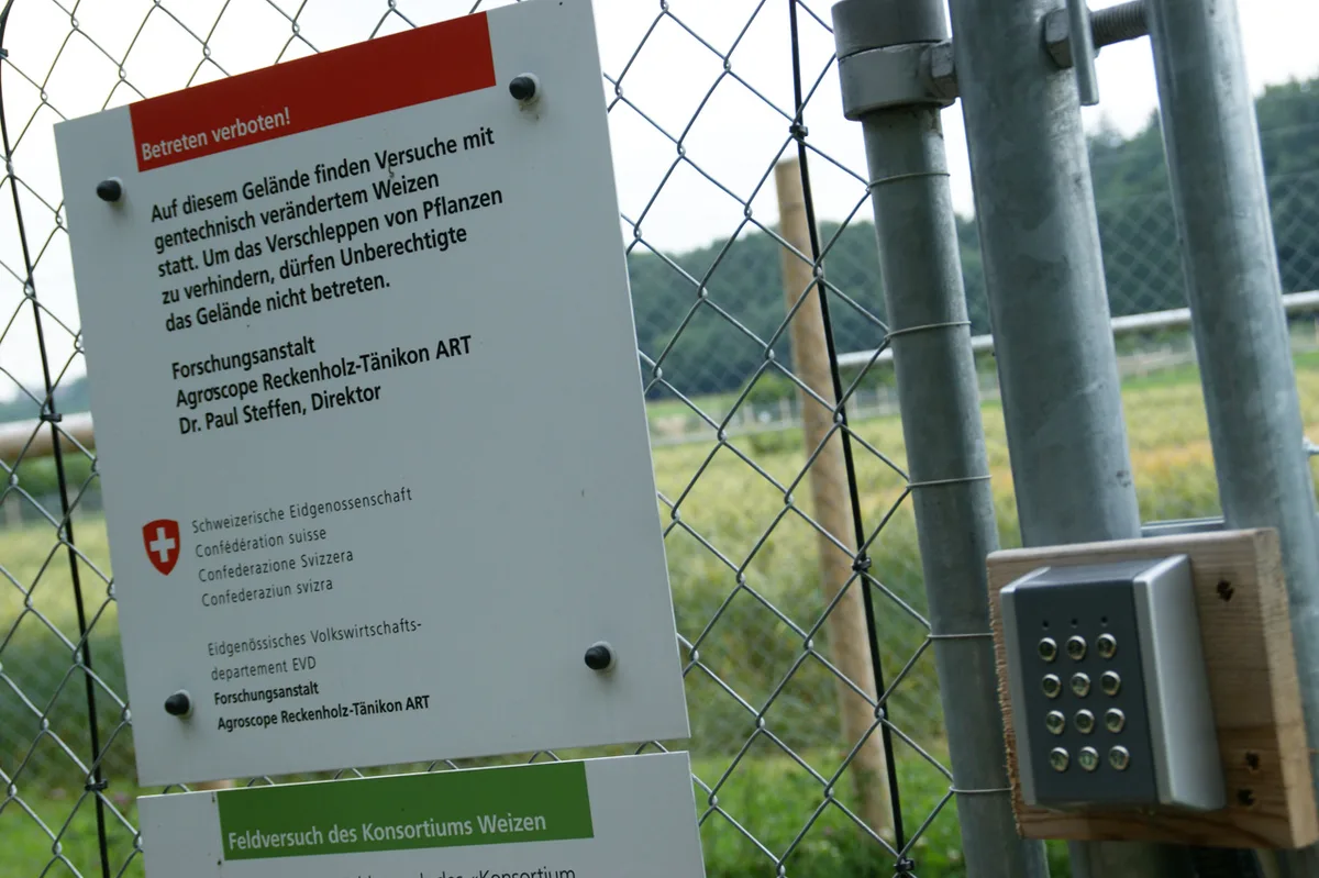 e8784e12f8aff79c43d12a2743cb36e66ba8a9f8 Gentechnisch veränderte Pflanzen dürfen in der Schweiz nur zu Forschungszwecken und mit Bewilligung angebaut werden. (Bild lid)
