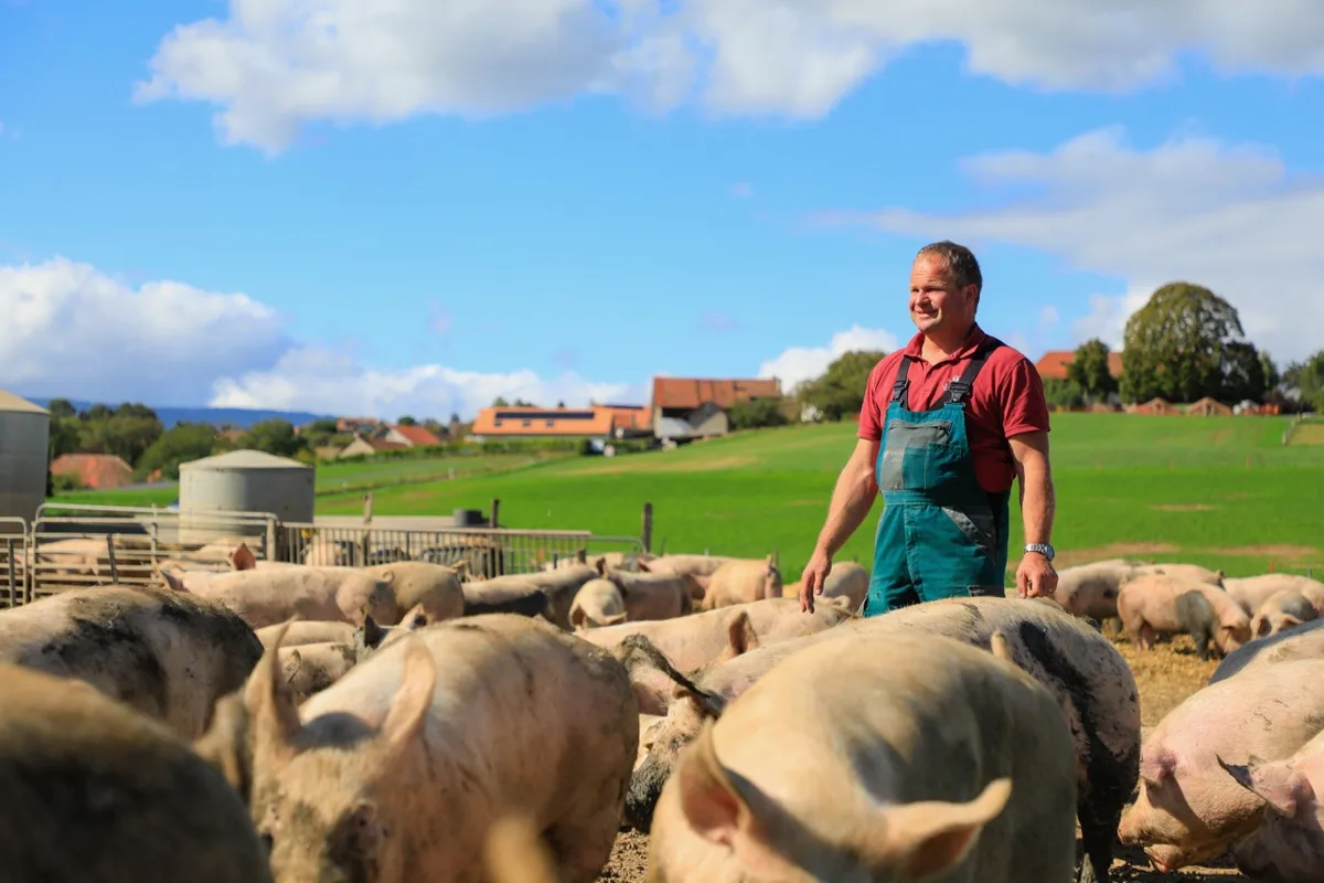 0c98f81433c8ec19c062179e71751fd5f7ac2301 Rudolf Steiner mästet pro Jahr 1000 Schweine im Freiland. Er kann auf zwanzig Jahre Erfahrung zurückblicken. Bild: Peter Röthlisberger