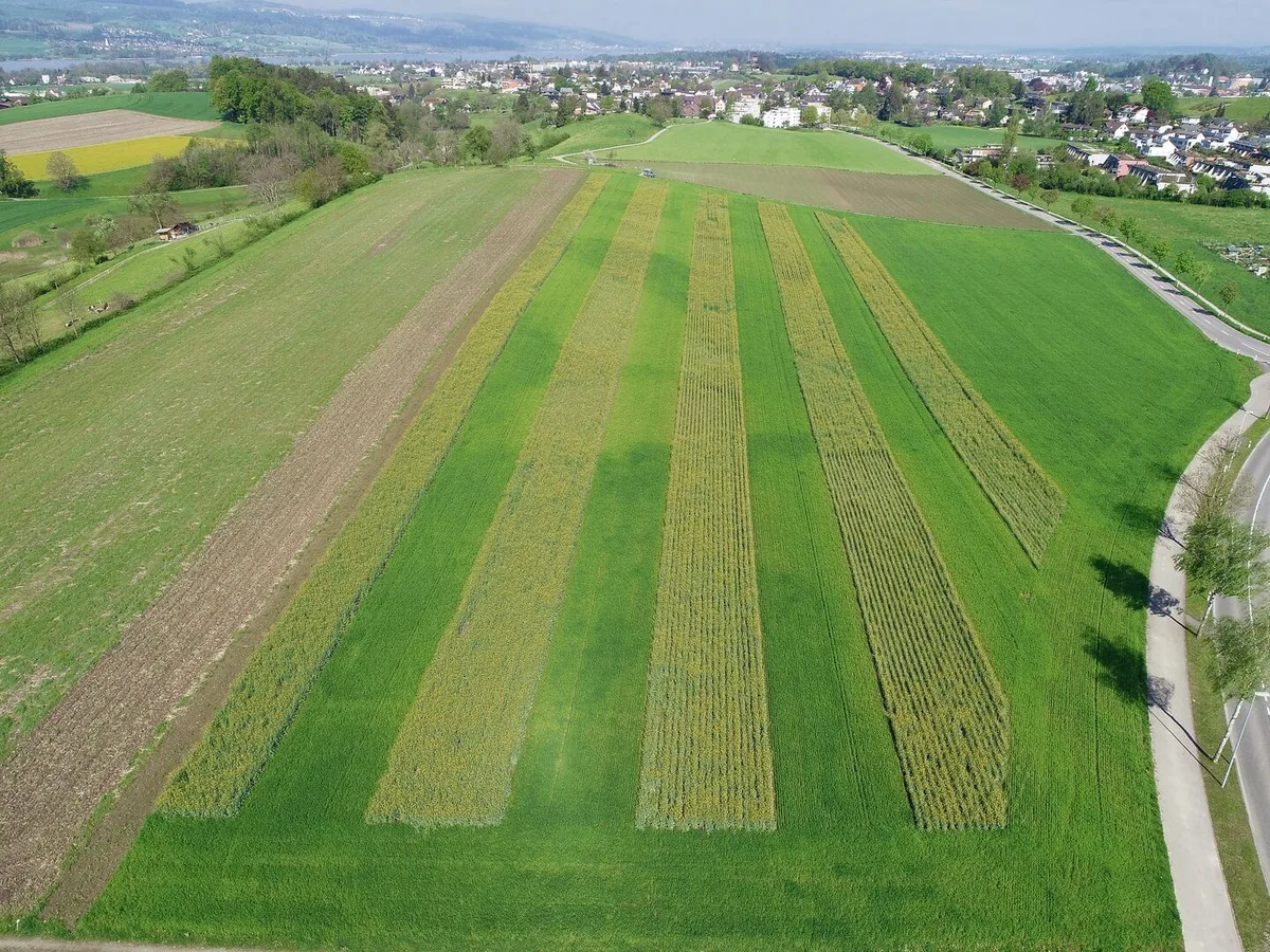 Triticale und Raps während der Blüte im Streifenanbau. Für die Spurführung braucht es ein RTK-Lenksystem.