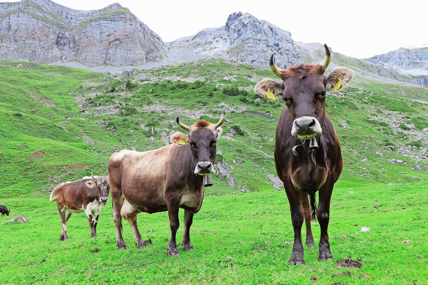 An Futter und Wasser herrscht heuer kein Mangel – knapp werden in manchen Regionen aber die Alptiere.