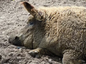 Die Wollschweine hatten den Boden innert kürzester Zeit umgewühlt. (Bild pixabay)