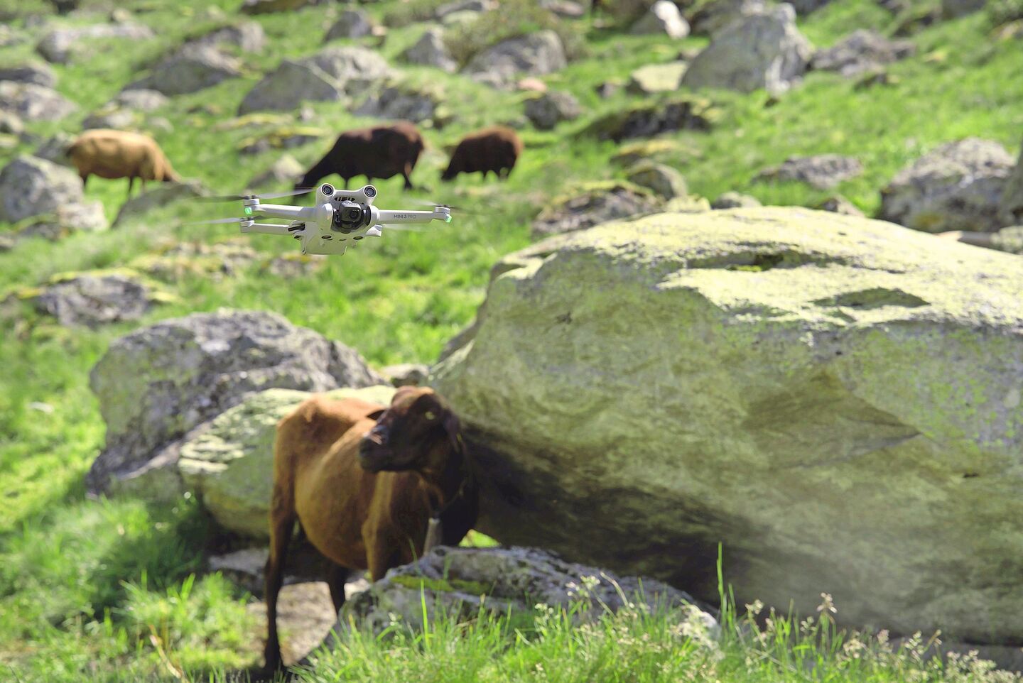 Drohnen werden insbesondere zur Tierkontrolle, Überwachung von Zäunen und zur Schadensabschätzung nach Wolfsangriffen eingesetzt.