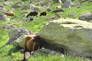 Drohnen werden insbesondere zur Tierkontrolle, Überwachung von Zäunen und zur Schadensabschätzung nach Wolfsangriffen eingesetzt.