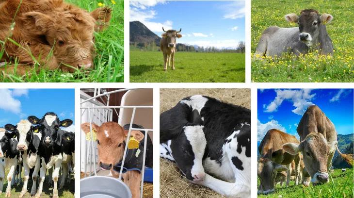 b3b366b97b3ebfade0d39ba556634787649d443d Ein Name soll zum Tier passen. Daher ist die Suche nach dem richtigen eine – immer wiederkehrende – Herausforderung. (Bilder Pixabay / BauZ)