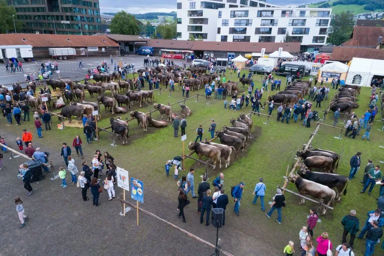 435c927e4232383d678388ce2bd942ee9aa92468 Der Zuger Stierenmarkt ist jeweils ein Publikumsmagnet. (Bild Beat Schiltknecht/Braunvieh Schweiz)