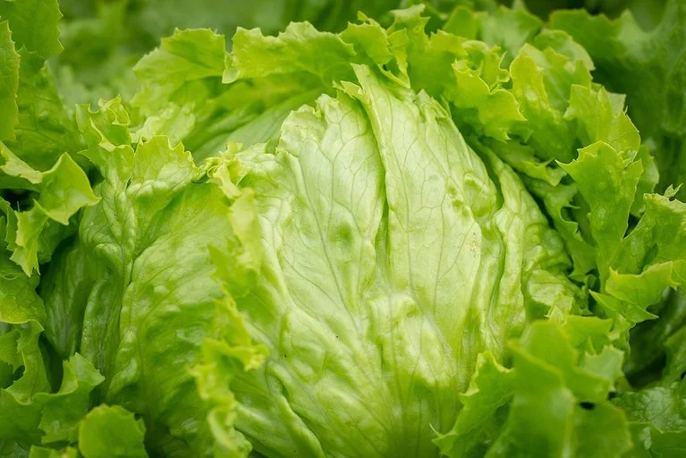 Für geschnittenen und abgepackten Eisbergsalat geben Konsumentinnen und Konsumenten gerne mehr Geld aus. (Bild Pixabay)