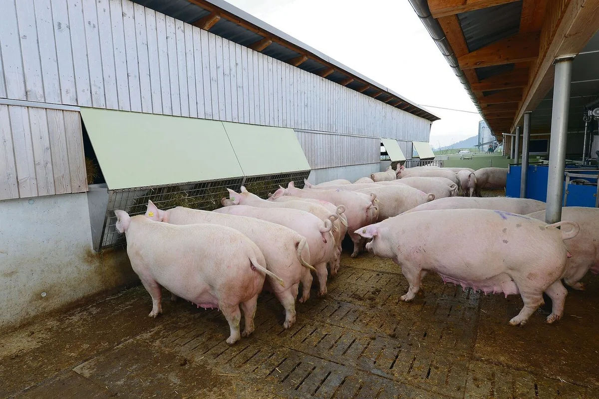 05fdccb91ce26f624db004acbc655d8ff76468a1db200d7bfd05a2a6a09f5a0f Über 200 Kilo auf wenige Quadratzentimeter Klaue verteilt: Vor allem beim Umstallen in die Gruppenhaltung ist das Verletzungsrisiko für die Sauen gross.