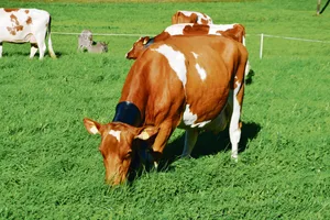 Der Frühling ist da und die Kühe können sich wieder am frischen Gras erfreuen. Dieser Frühling ist aber anders als sonst: Das Coronavirus und der Buttermangel lassen aufhorchen. (Bild Peter Fankhauser)