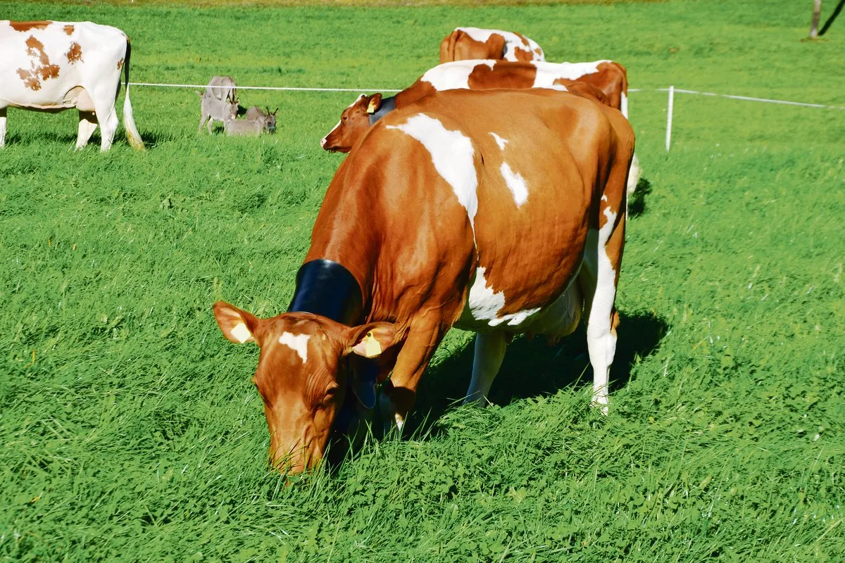 f7b3049fc1139b0306b2c07712c704ed547bda8a Der Frühling ist da und die Kühe können sich wieder am frischen Gras erfreuen. Dieser Frühling ist aber anders als sonst: Das Coronavirus und der Buttermangel lassen aufhorchen. (Bild Peter Fankhauser)